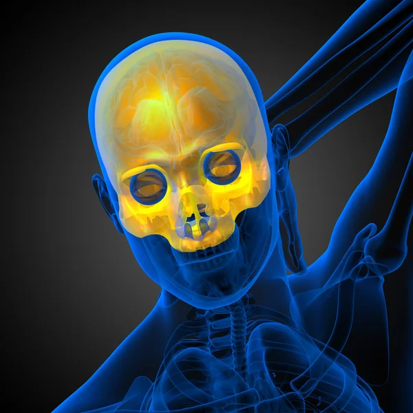 3d renderizar ilustração médica do crânio superior — Fotografia de Stock