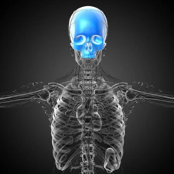 3d render medical illustration of the upper skull — Stock Photo, Image