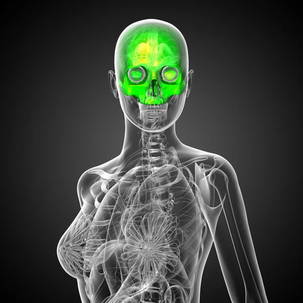 3d rendere illustrazione medica della parte superiore del cranio — Foto Stock