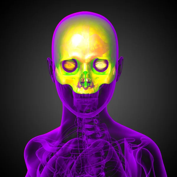 3D render Medikal illüstrasyon üst kafatası — Stok fotoğraf