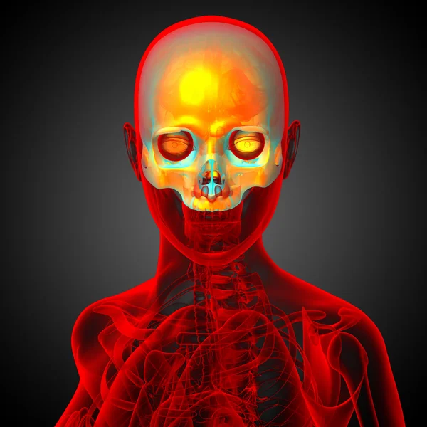 3d render medical illustration of the upper skull — Stock Photo, Image