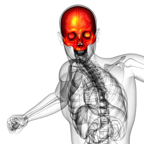 3D render orvosi illusztráció a felső koponya — Stock Fotó