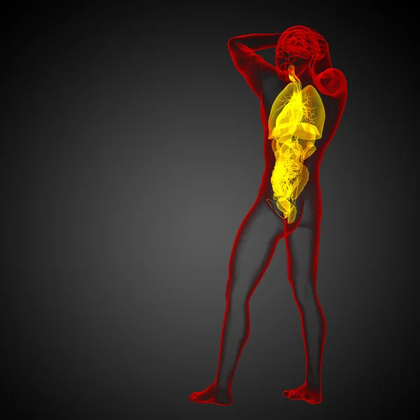 3D render medische illustratie van het menselijke spijsverteringsstelsel en — Stockfoto