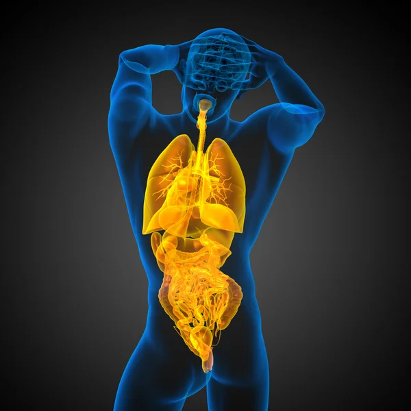 3d render medical illustration of the human digestive system and — Stock Photo, Image