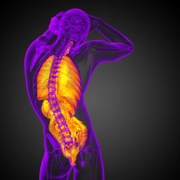 3D-Darstellung medizinischer Illustration des menschlichen Verdauungssystems und — Stockfoto