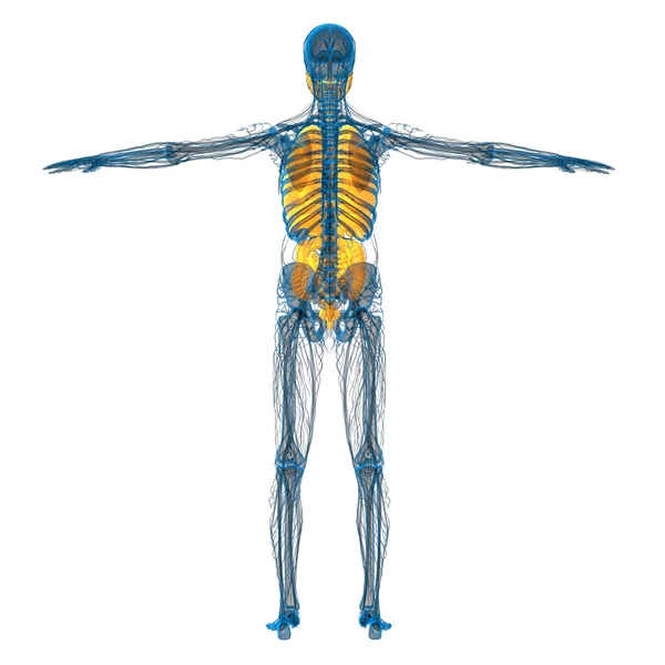 3d rendre illustration médicale du système digestif humain et — Photo