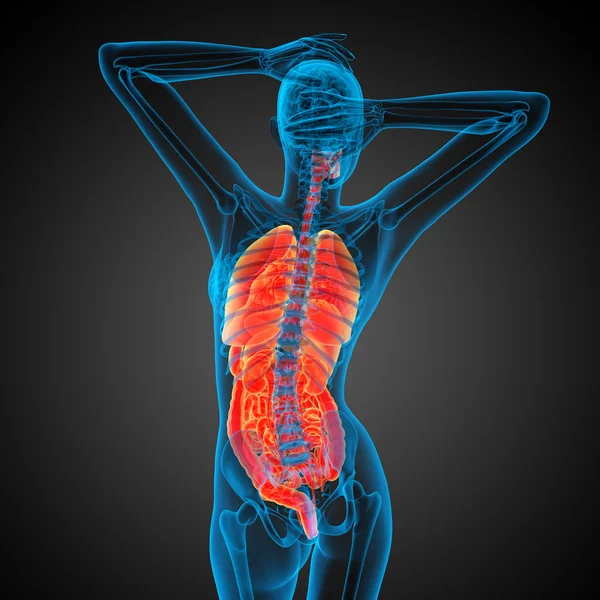 3d render medical illustration of the human digestive system and — Stock Photo, Image