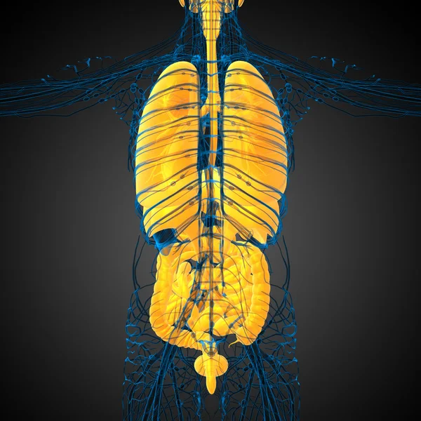 3d hacer ilustración médica del sistema digestivo humano y — Foto de Stock