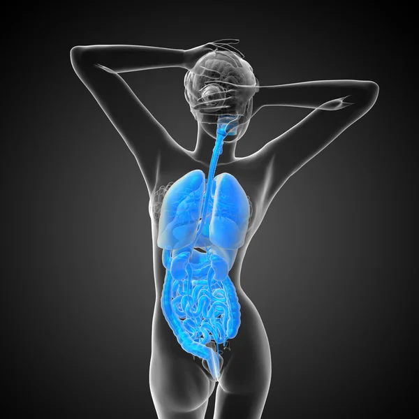 3D-Darstellung medizinischer Illustration des menschlichen Verdauungssystems und — Stockfoto