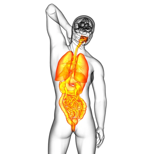 3D-Darstellung medizinischer Illustration des menschlichen Verdauungssystems und — Stockfoto