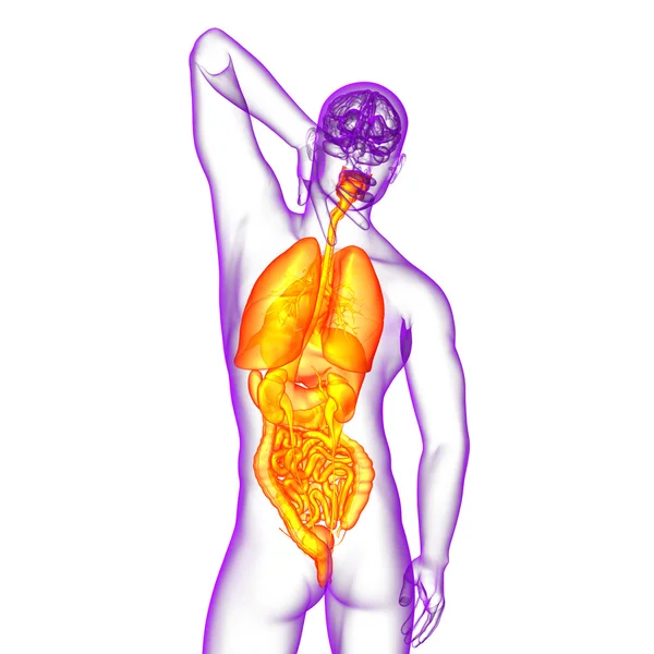 3d rendere illustrazione medica del sistema digestivo umano e — Foto Stock