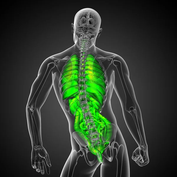 3D-Darstellung medizinischer Illustration des menschlichen Verdauungssystems und — Stockfoto