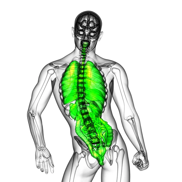 3d rendere illustrazione medica del sistema digestivo umano e — Foto Stock