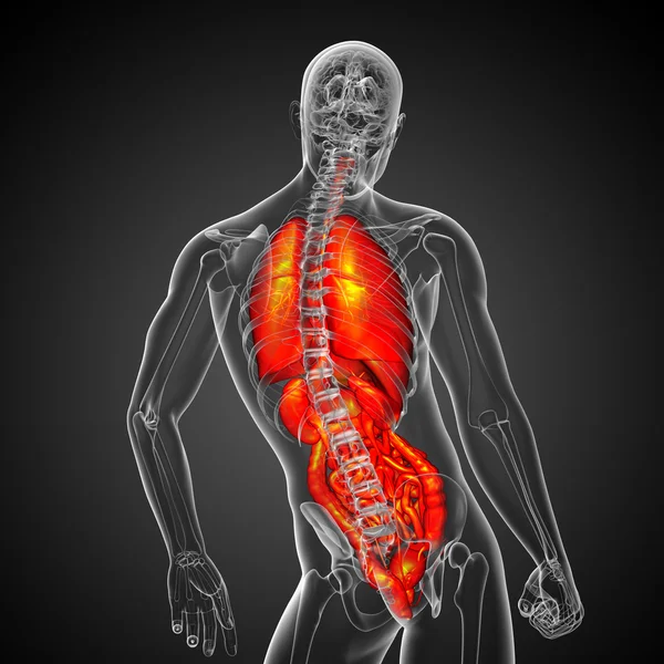 3D візуалізація медичної ілюстрації травної системи людини і — стокове фото