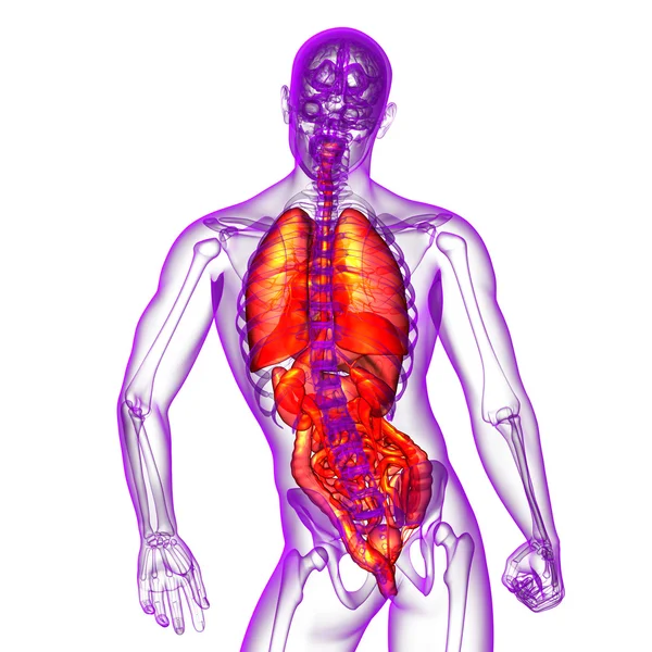 3d render medical illustration of the human digestive system and — Stock Photo, Image