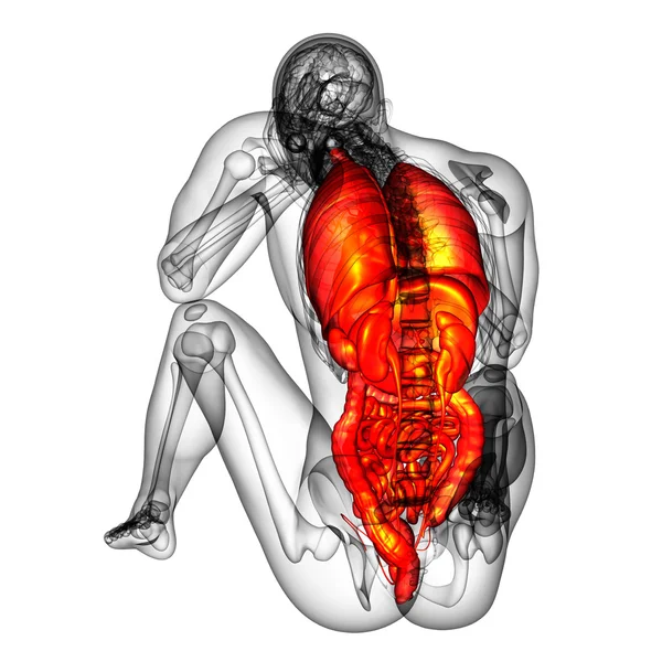 3d 渲染医学插图的人体的消化系统和 — 图库照片