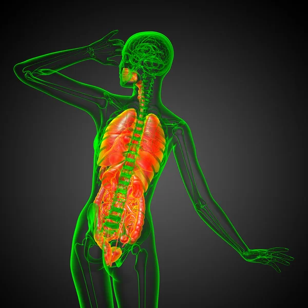 3D göra medicinsk illustration av mänskliga matsmältningssystemet och — Stockfoto