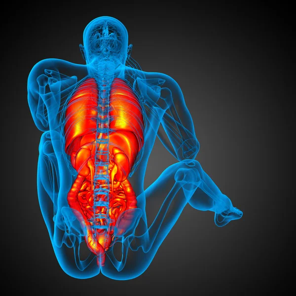 3d 渲染医学插图的人体的消化系统和 — 图库照片