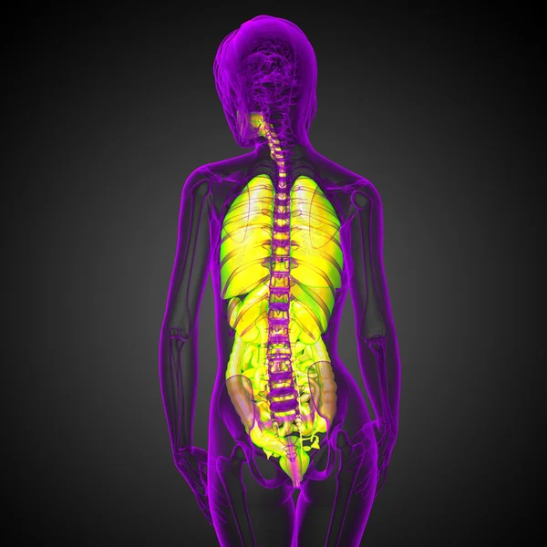 3D-Darstellung medizinischer Illustration des menschlichen Verdauungssystems und — Stockfoto