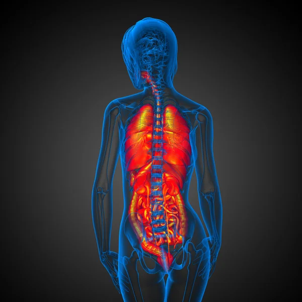 3d rendre illustration médicale du système digestif humain et — Photo