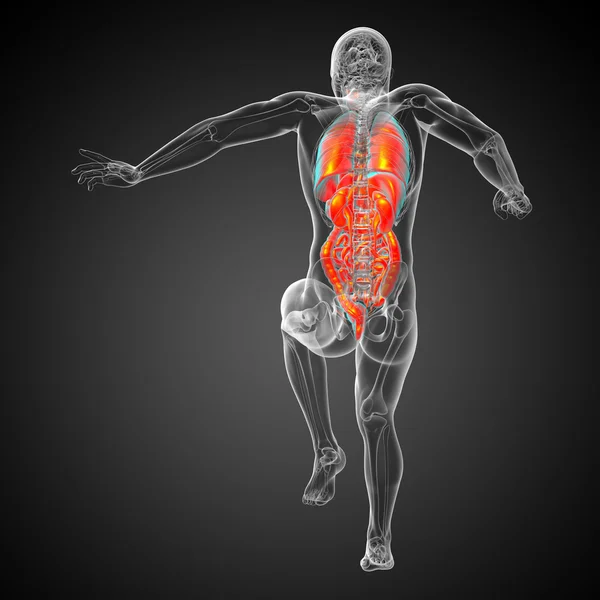 3d hacer ilustración médica del sistema digestivo humano y —  Fotos de Stock