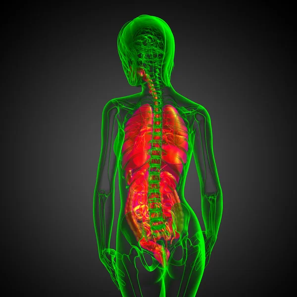 3d hacer ilustración médica del sistema digestivo humano y —  Fotos de Stock