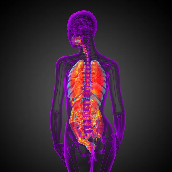 人間の消化器系の 3 d レンダリングの医療イラストと — ストック写真