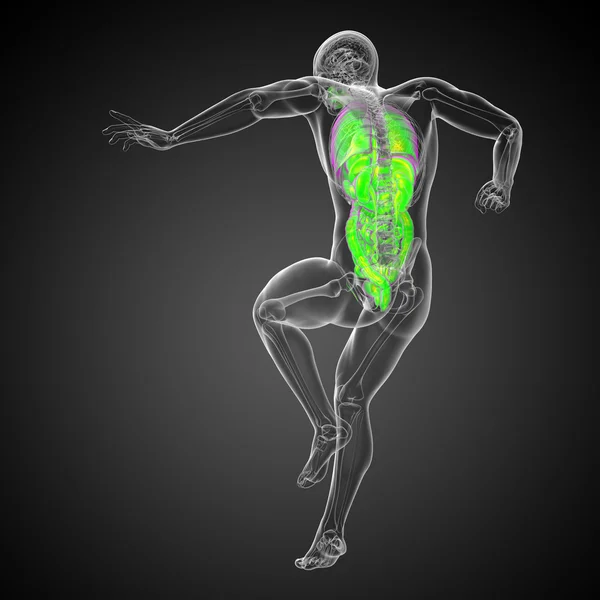 3d 渲染医学插图的人体的消化系统和 — 图库照片