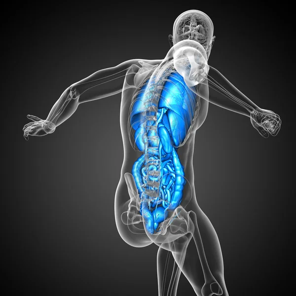 3D-Darstellung medizinischer Illustration des menschlichen Verdauungssystems und — Stockfoto