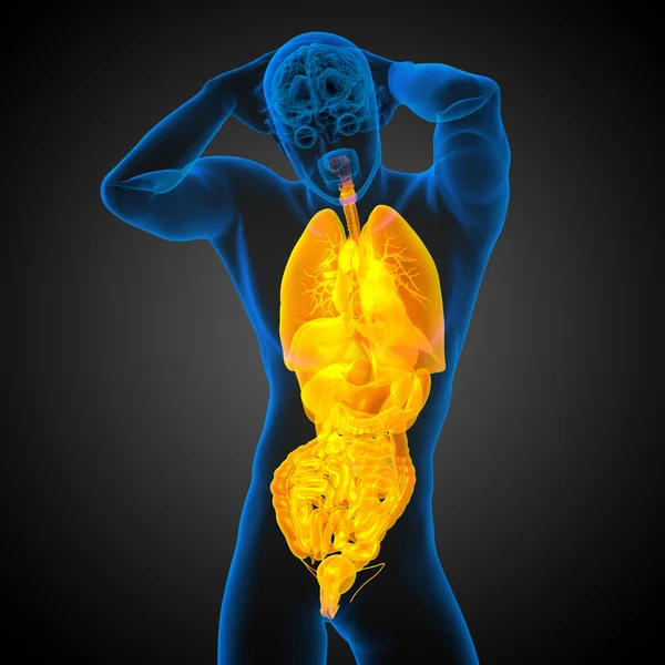 3D render ilustracja medyczny układu pokarmowego człowieka i — Zdjęcie stockowe