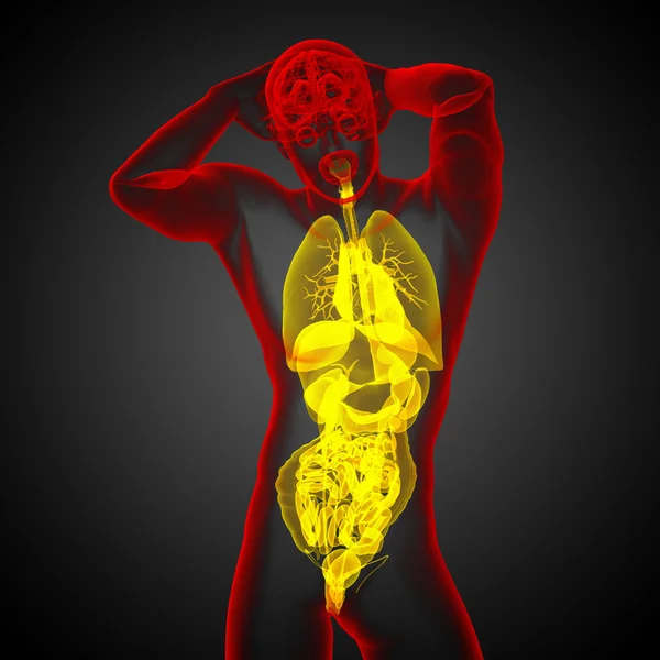 3D-Darstellung medizinischer Illustration des menschlichen Verdauungssystems und — Stockfoto