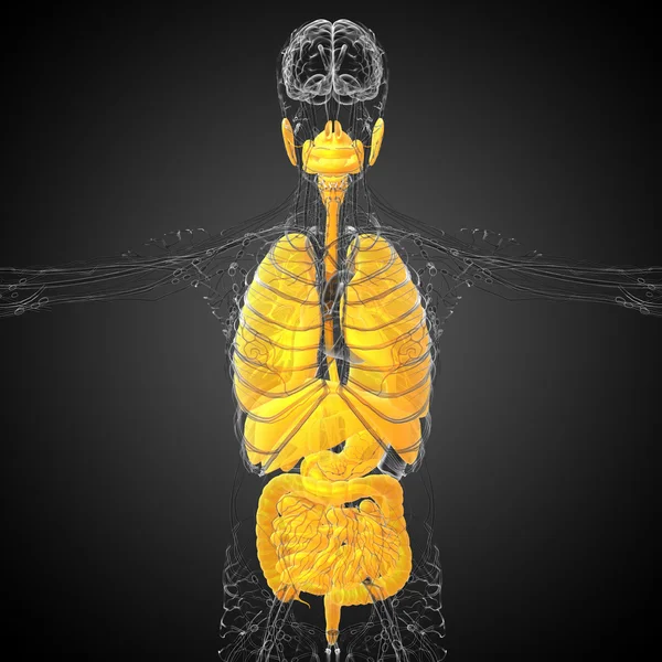 3D-Darstellung medizinischer Illustration des menschlichen Verdauungssystems und — Stockfoto