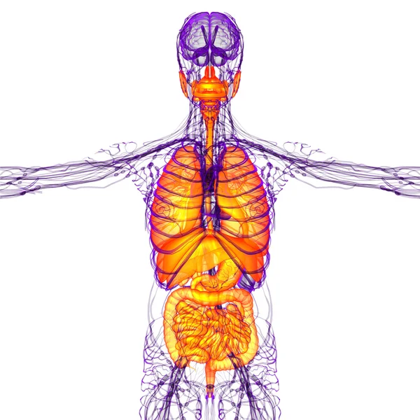 3d hacer ilustración médica del sistema digestivo humano y —  Fotos de Stock