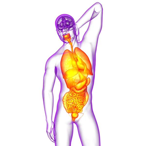 3d rendre illustration médicale du système digestif humain et — Photo