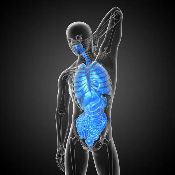 3d render medical illustration of the human digestive system and — Stock Photo, Image