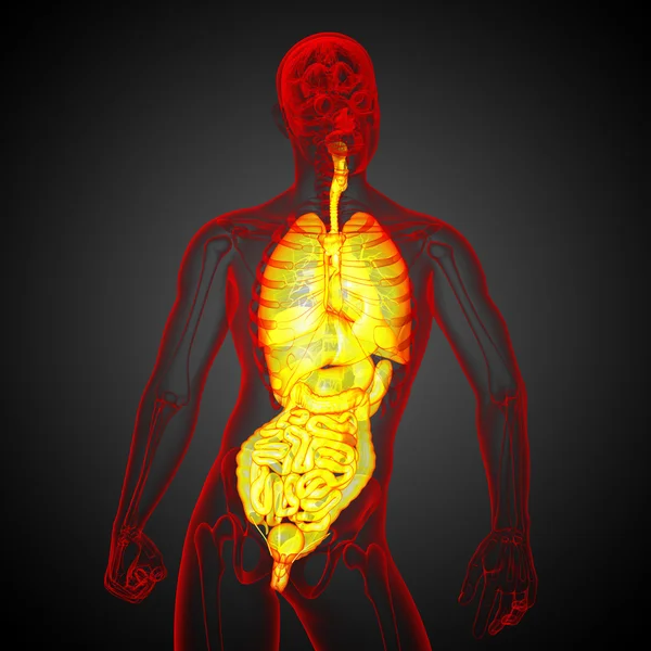 3D render Medikal illüstrasyon insan sindirim sisteminin ve — Stok fotoğraf