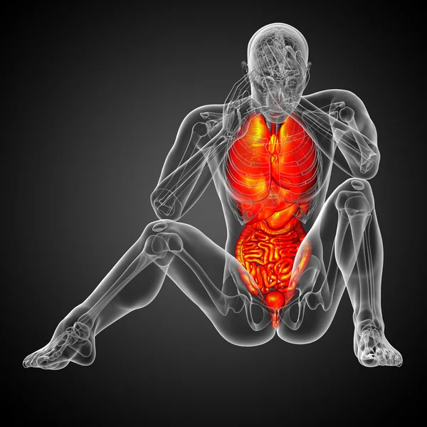 3D vykreslení lékařské ilustrace lidské trávicí soustavy a — Stock fotografie