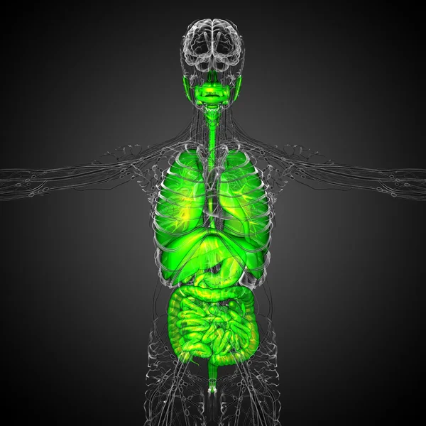 3d hacer ilustración médica del sistema digestivo humano y —  Fotos de Stock