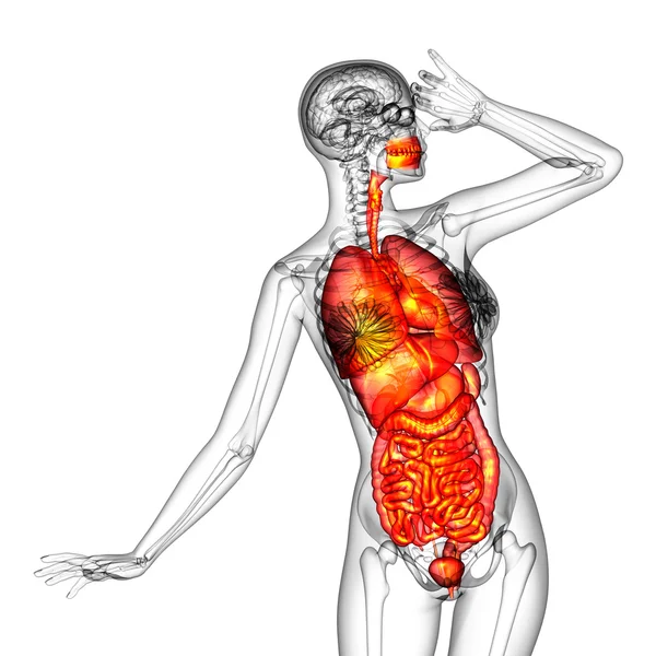 3D καθιστούν ιατρική απεικόνιση του ανθρώπινου πεπτικού συστήματος και — Φωτογραφία Αρχείου
