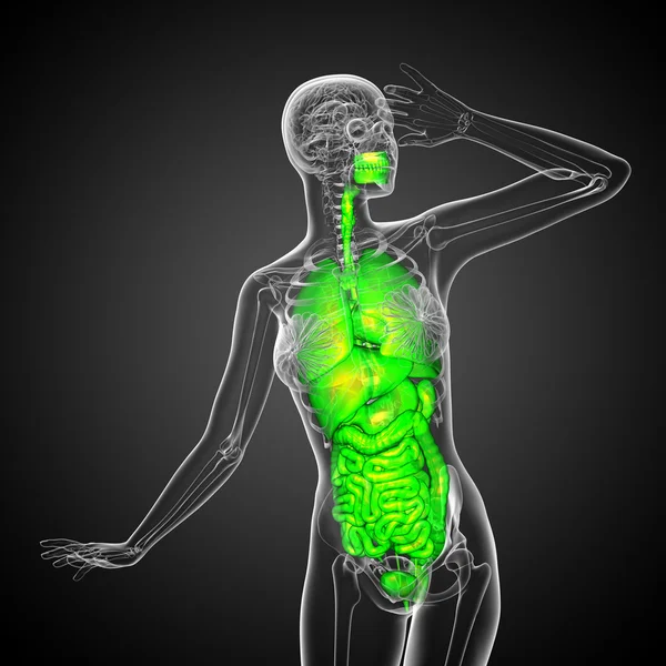 3d rendre illustration médicale du système digestif humain et — Photo
