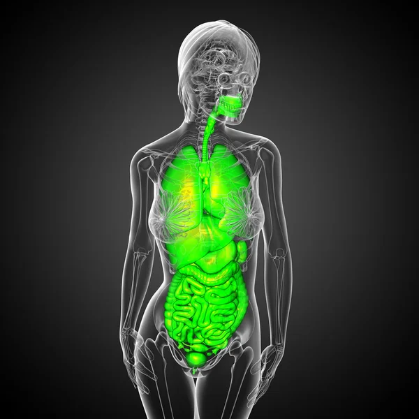 3d tornar ilustração médica do sistema digestivo humano e — Fotografia de Stock