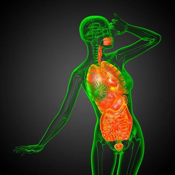 3d render medical illustration of the human digestive system and — Stock Photo, Image