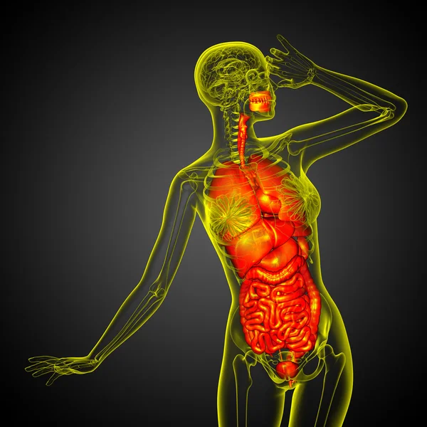 3D göra medicinsk illustration av mänskliga matsmältningssystemet och — Stockfoto