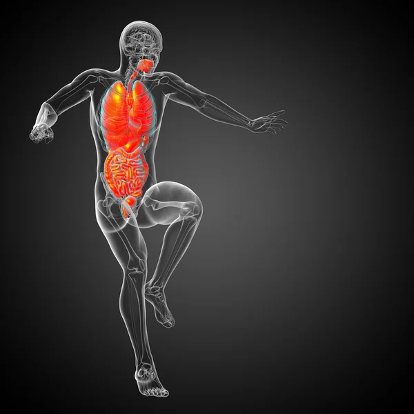 3d 渲染医学插图的人体的消化系统和 — 图库照片
