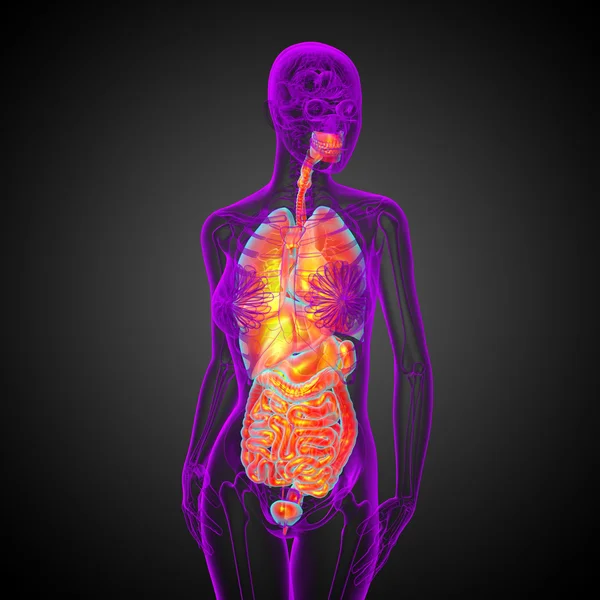 3d render medical illustration of the human digestive system and — Stock Photo, Image