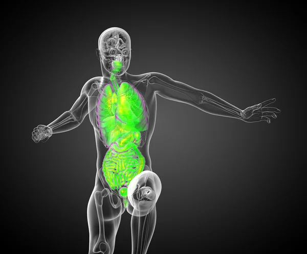 3d hacer ilustración médica del sistema digestivo humano y — Foto de Stock