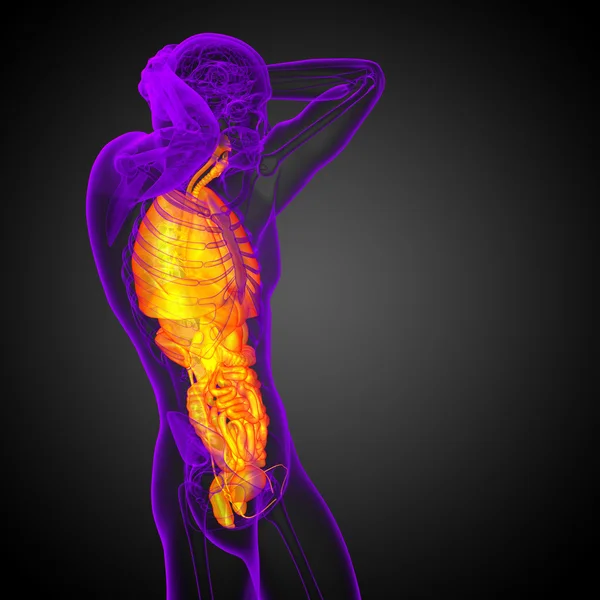 3D-Darstellung medizinischer Illustration des menschlichen Verdauungssystems und — Stockfoto