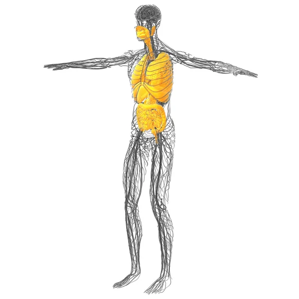 3d rendere illustrazione medica del sistema digestivo umano e — Foto Stock