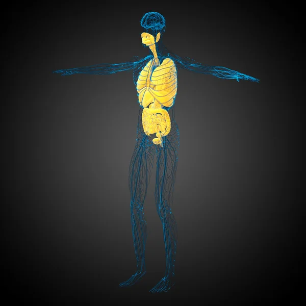 3d hacer ilustración médica del sistema digestivo humano y —  Fotos de Stock