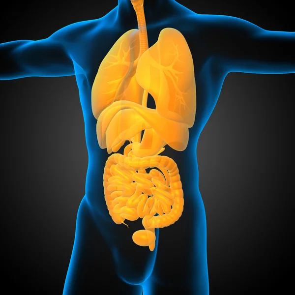 3d render medical illustration of the human digestive system and — Stock Photo, Image